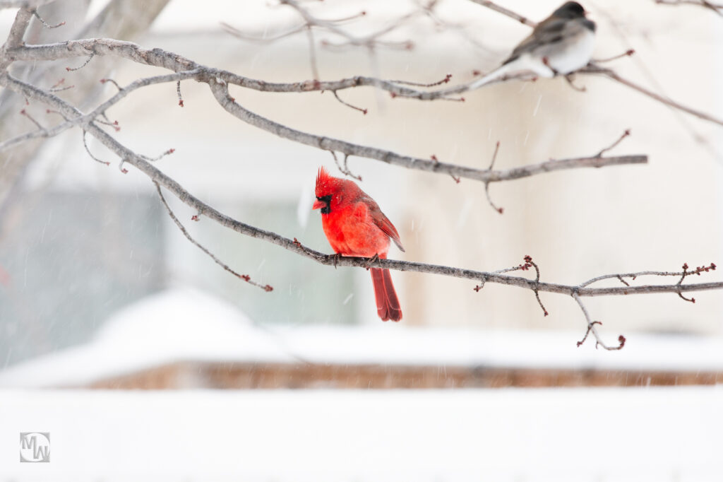 red cardinal in snow storm