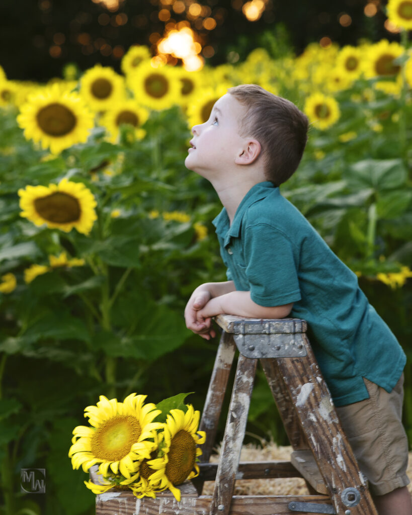 little boy in sunflowers