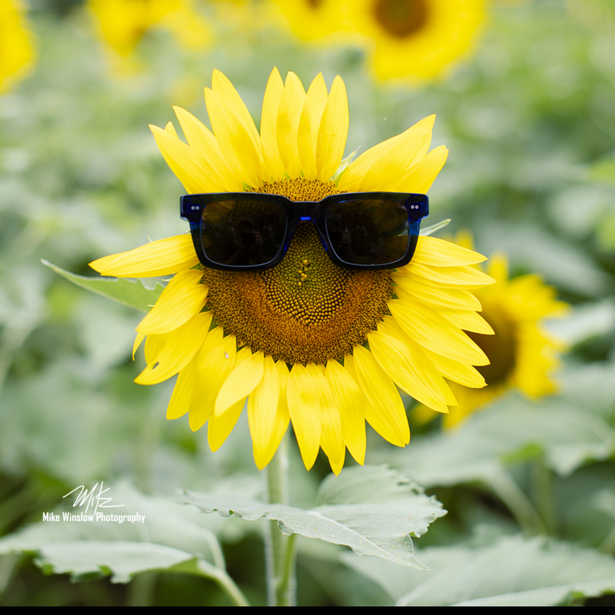happy sunflower
